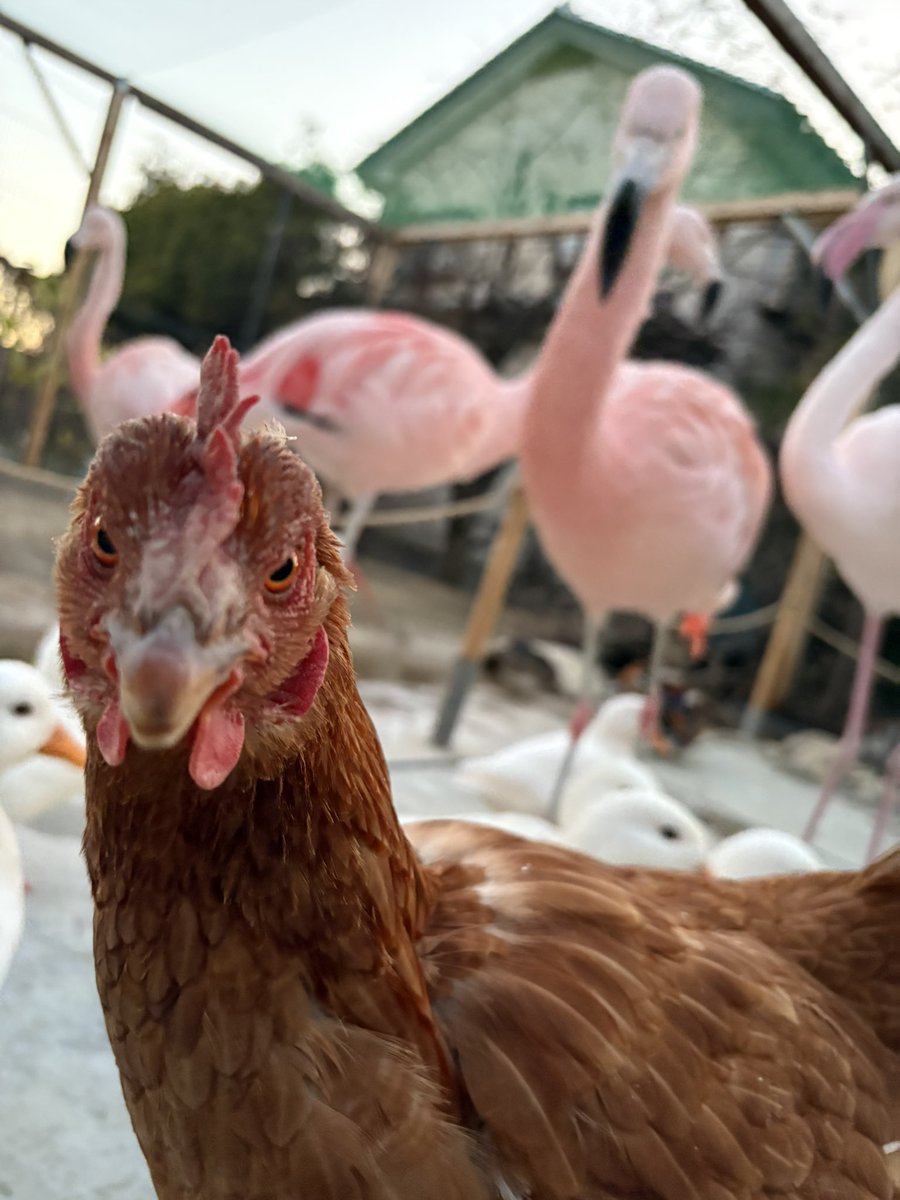 水鳥エリアに堂々といますが、彼女はどこからどう見てもニワトリです