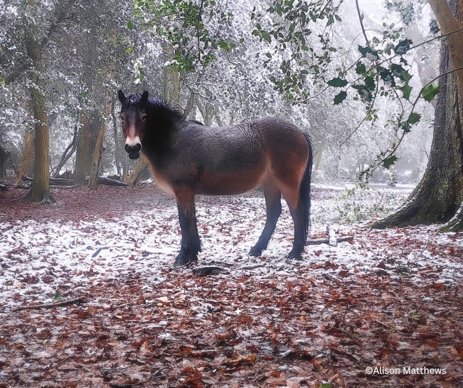 SuttonColdfieldMayor tweet media