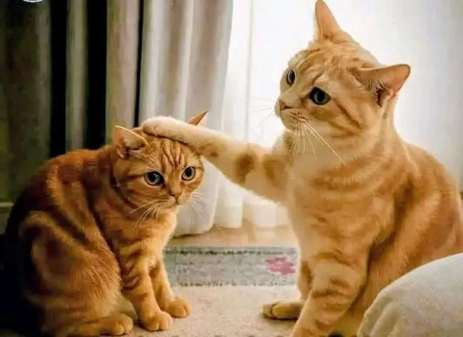 TheBPnova's tweet image. तेरी कसम  बाबू, तुम्हारे सिवाय 
 किसी से कोई चक्कर नही मेरा, 

रात होते ही शुरू हो जाते है बाबू 
 शोना वाले...!😁😂🤣

#BPnova✨