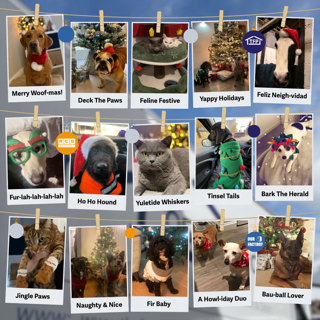 TheFasciaPlace's tweet photo. Christmas cheer, courtesy of our team’s four-legged family members 🎄🐶🐱🐴  

From cosy corners to festive accessories, our colleague pets are well and truly in the holiday spirit.  

Consider this your official dose of festive cuteness ✨ https://t.co/Fat7XiokJd
