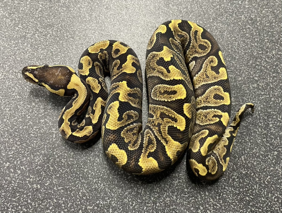 δ7Ballpython (@Delta7BP) / Posts / X