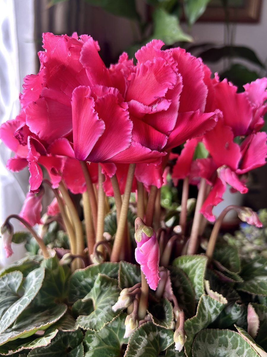 ピース🩵💚 (@momo35peach) / Posts / X