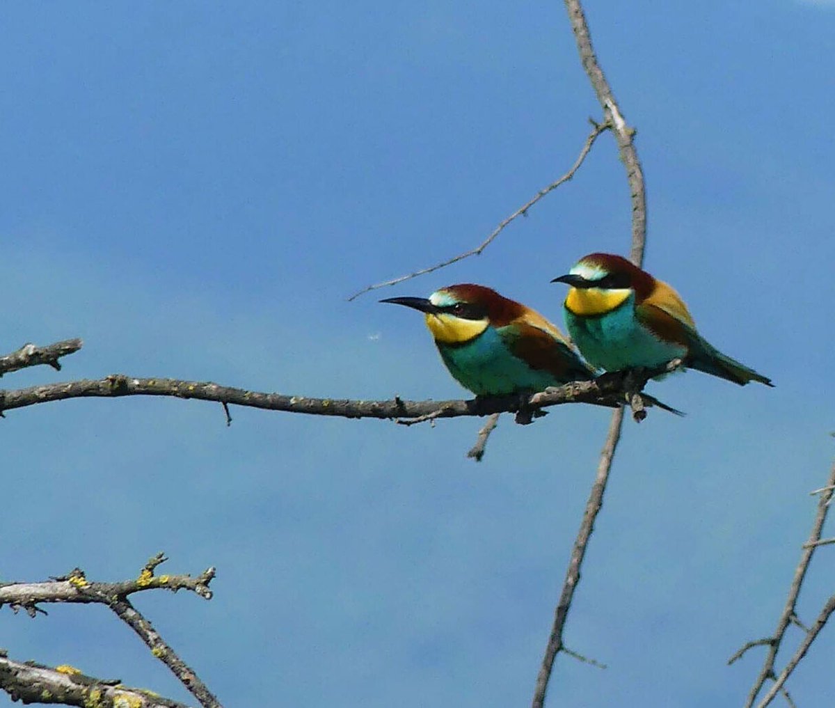 WWFitalia's tweet image. Sulla Nature Restoration Law serve un cambio di passo

Secondo il report europeo a cui abbiamo contribuito insieme ad altre associazioni, l'Italia è tra i fanalini di coda per l'attuazione di questo regolamento fondamentale per la natura e per il Paese👇
wwf.it/pandanews/soci…