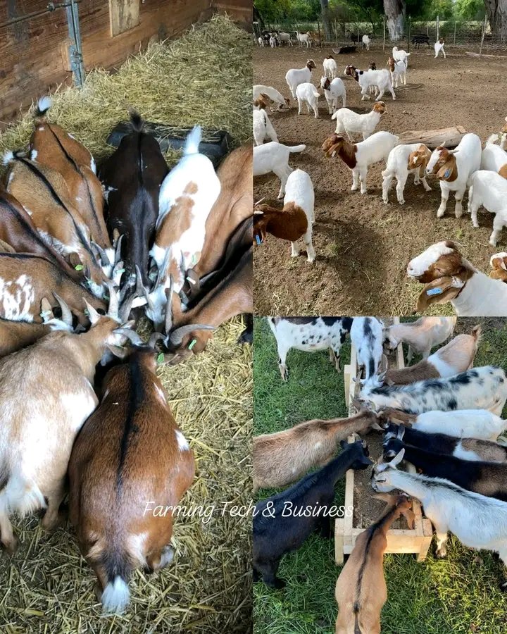 Agronomme_'s tweet image. 𝗛𝗢𝗪 𝗧𝗢 𝗦𝗧𝗔𝗥𝗧 𝗔 𝗣𝗥𝗢𝗙𝗜𝗧𝗔𝗕𝗟𝗘 𝗚𝗢𝗔𝗧 𝗙𝗔𝗥𝗠 𝗪𝗜𝗧𝗛 𝗟𝗢𝗪 𝗖𝗔𝗣𝗜𝗧𝗔𝗟 in 2026  

Starting a goat farm can be one of the smartest agribusiness ideas if you want steady income without spending too much at the beginning. Goats are hardy animals, they grow…