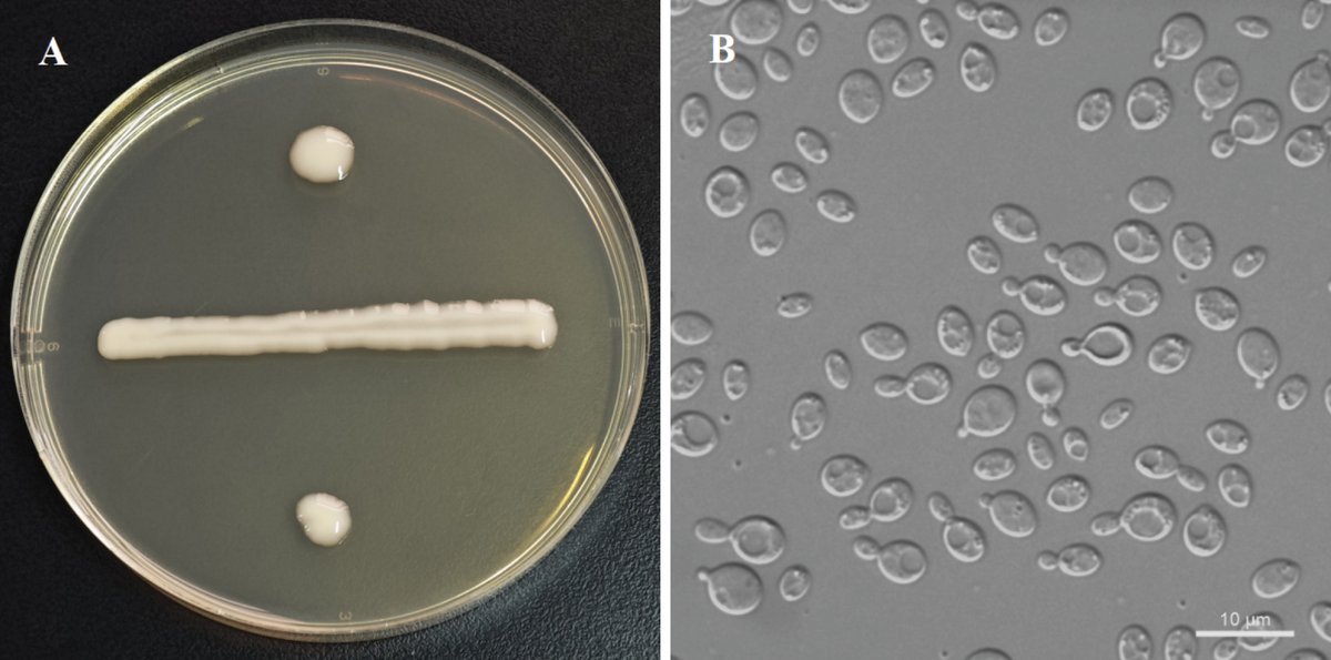 MycoKeys tweet media