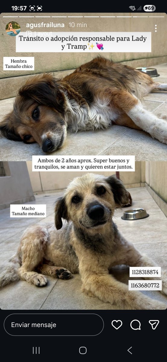 Buen día
Prometimos continuar buscando 
Buscando que?
Una familia 
Ellos quieren adoptar una familia 🤗😃🐶🐶
O dos familias 
Es un segundo de tu día dalee 
Difundan
Gracias🙋🙋
Mira que preciosos amigos de cuatro patas 😍 
Gracias a Caro que los rescató 💪