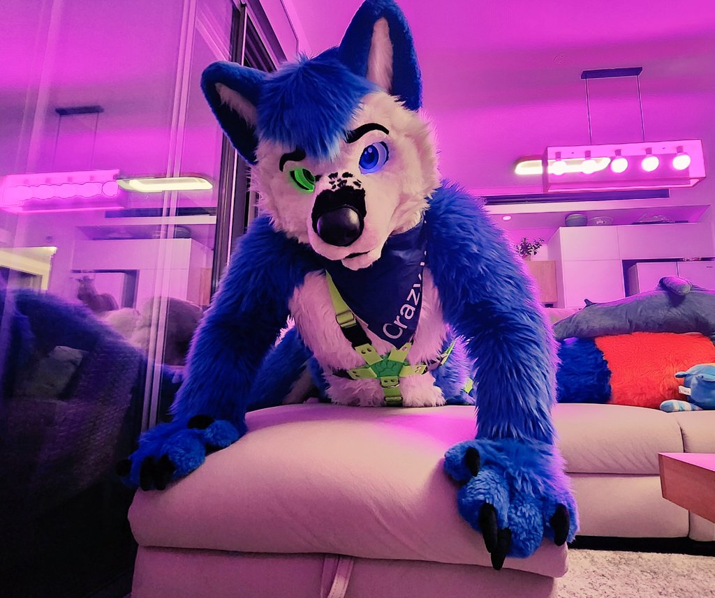 Crazy Wolf 🐾 tweet media