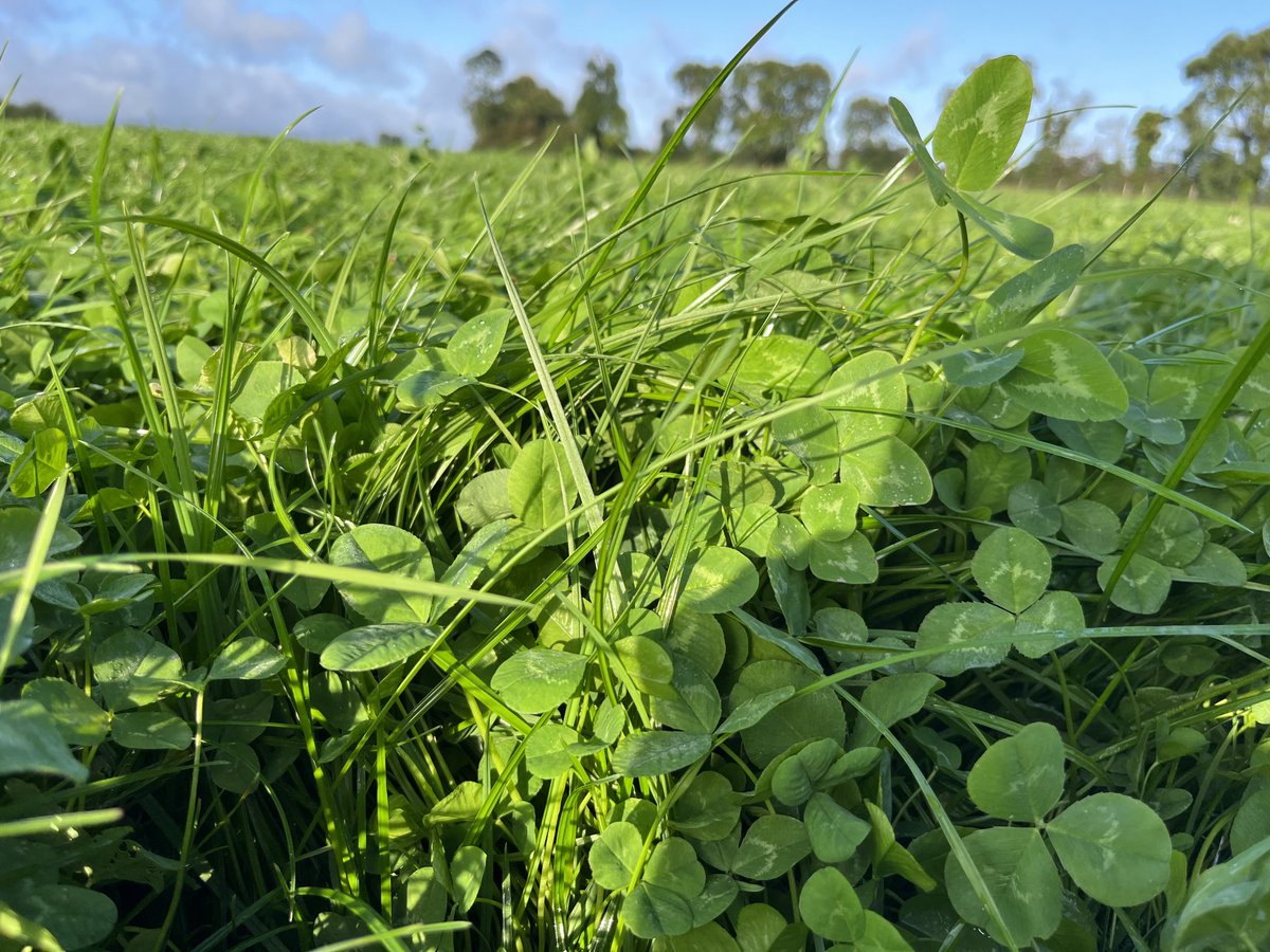 PastureBase Ireland tweet media