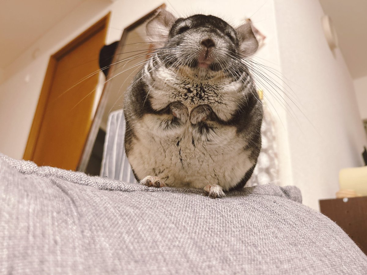 きなこもこ (@moco_kinaco) / Posts / X