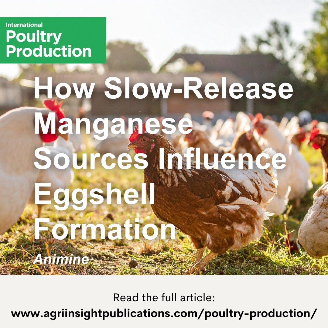 agriinsight's tweet image. Published in International Poultry Production 33.7, this article explores how slow release manganese sources influence eggshell formation and strength. 

Read the full article here: agriinsight.link/IPP_33_7_Animi…

#eggshellquality #layernutrition #poultrynutrition #traceminerals