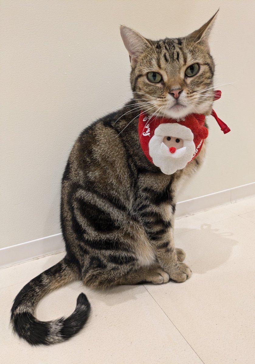 Kazuyuki🐾📸 (@regz00413) / Posts / X