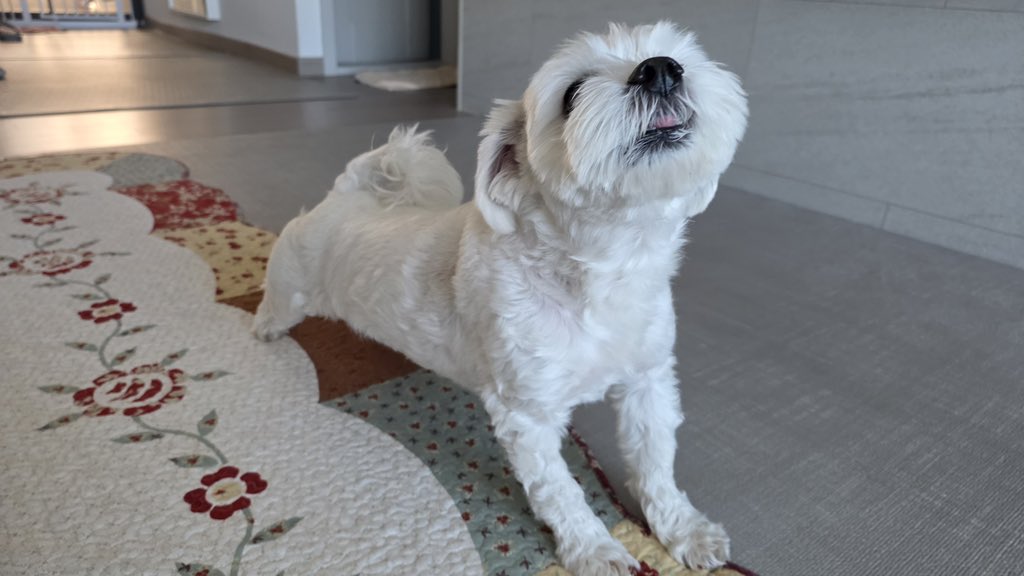 ENHYPEN WEVERSE tweet media