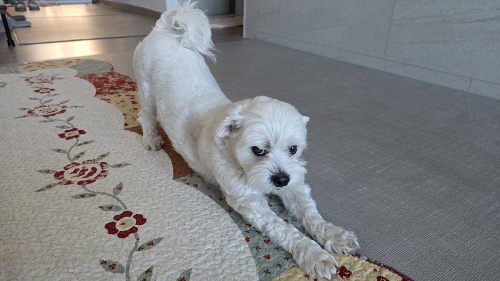 ENHYPEN WEVERSE tweet media