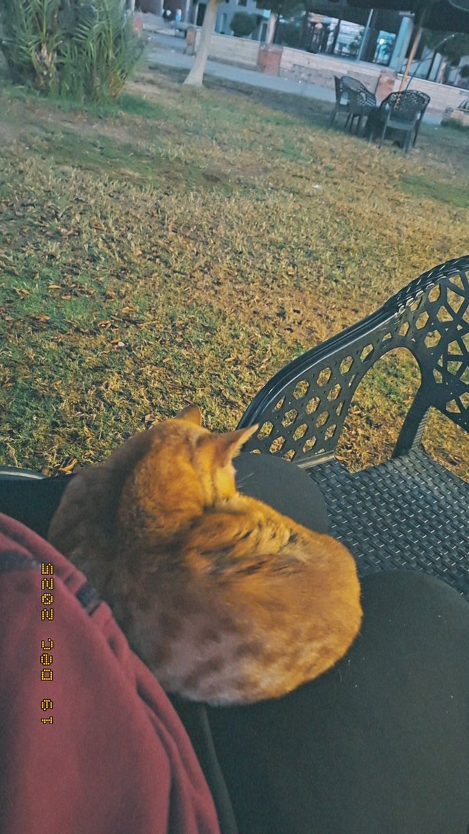 NadaElsayed16's tweet image. 💖