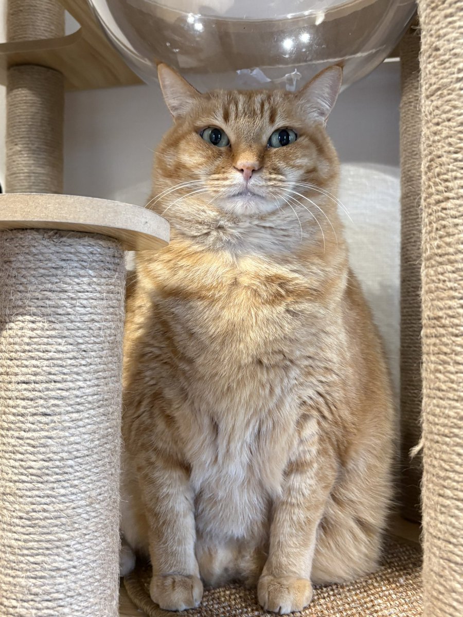 すずつむふう【我が家の可愛い猫's】 (@kagisuzu0531) / Posts / X