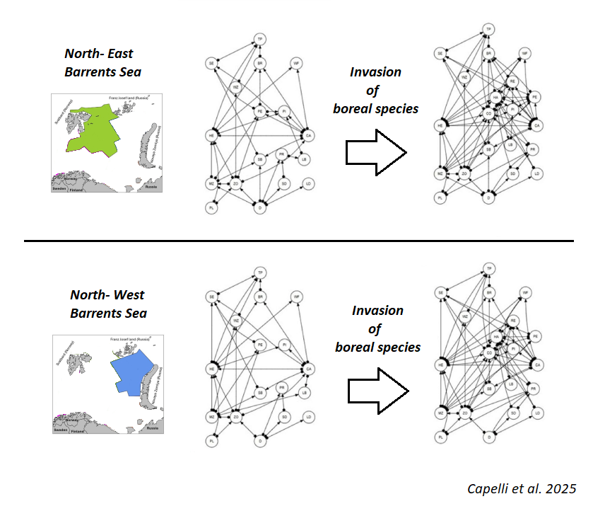 CommunityEcol's tweet photo. 📑💻🌊A new #openaccess paper reveals that boreal species invasion in Barrents Sea decreased the food web's capacity to withstand pulse perturbations, while increasing its resistance to press perturbations

🔗 https://t.co/q2KJaL0TKV

#disturbance #FoodWebs #ecologyresearch https://t.co/gdnNWCbZWa
