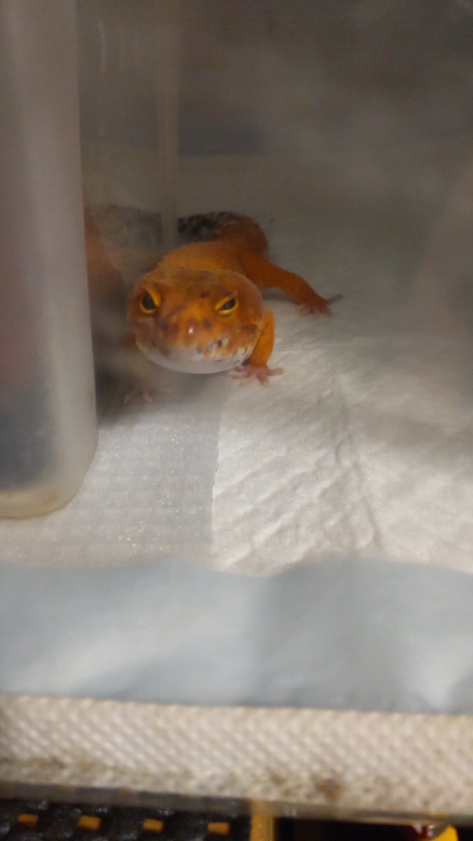 アワビちゃんたで～ま～