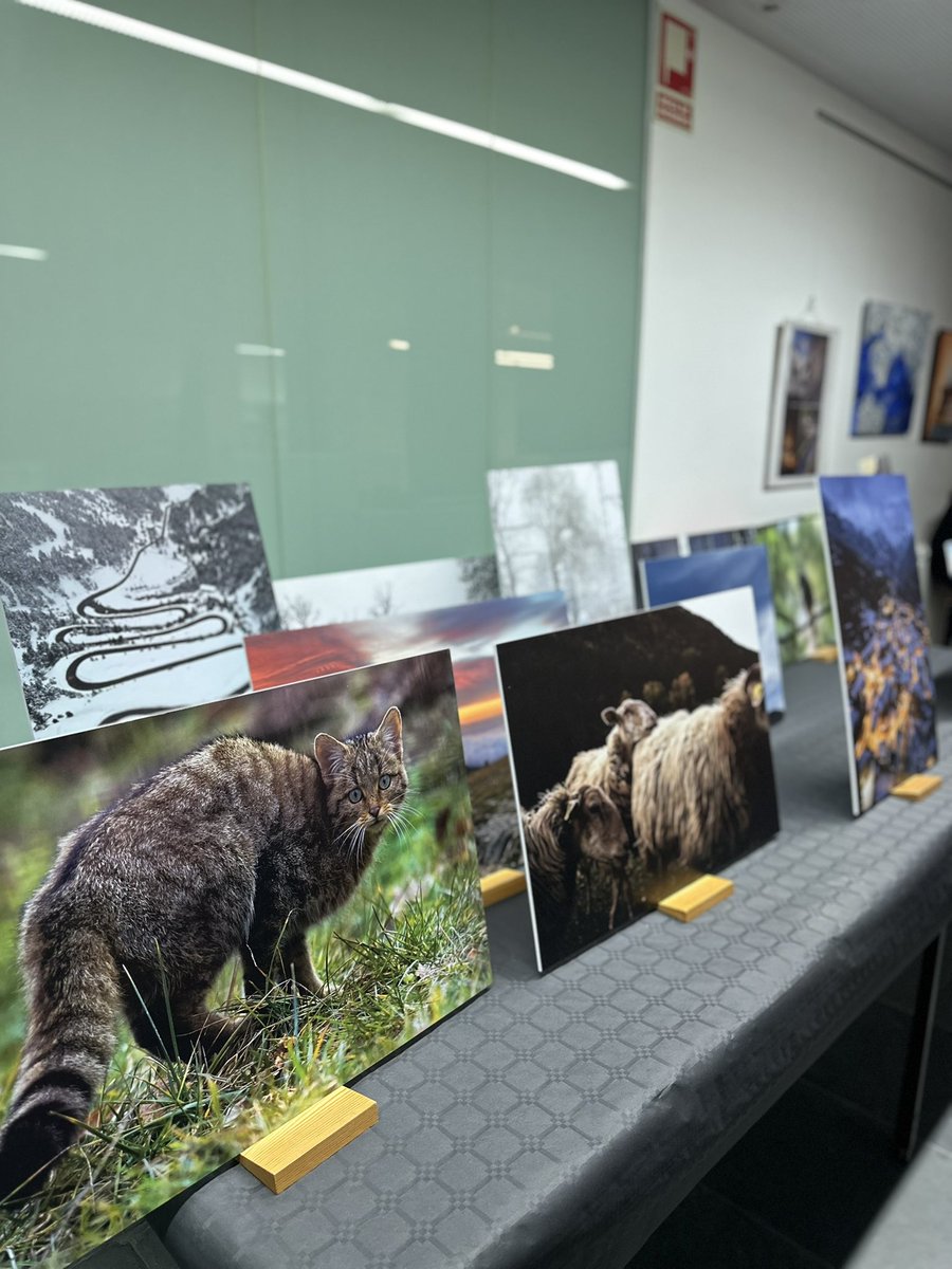 F. Hospital de Campdevànol tweet media