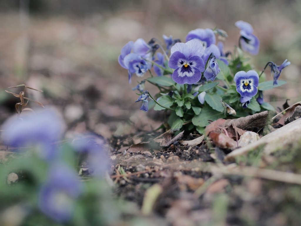 鮮やかに咲くビオラ✾ #六甲ガーデンテラス OLYMPUS PEN Lite E-PL6 M