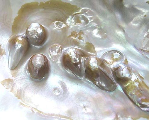 イケチョウガイといいます(^O^) 真珠ができる途中です #貝 #貝殻 #標本