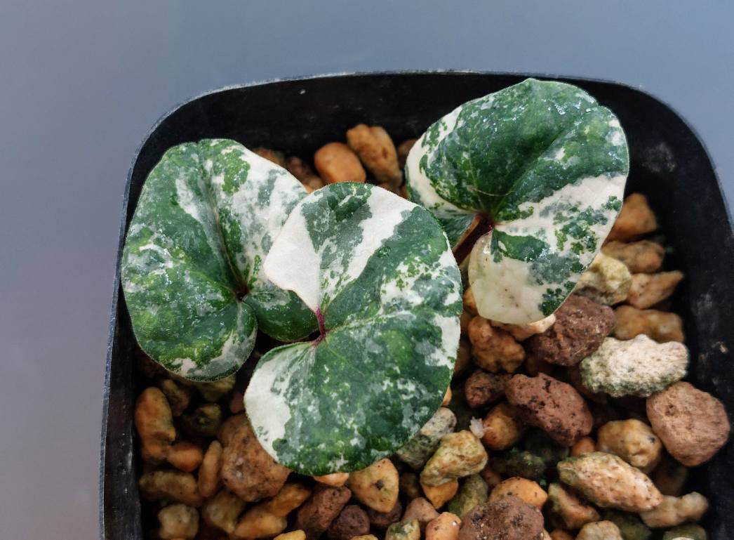 タイリンカンアオイの福知雲海です🎵 昔、花美園さんが着けた名前です