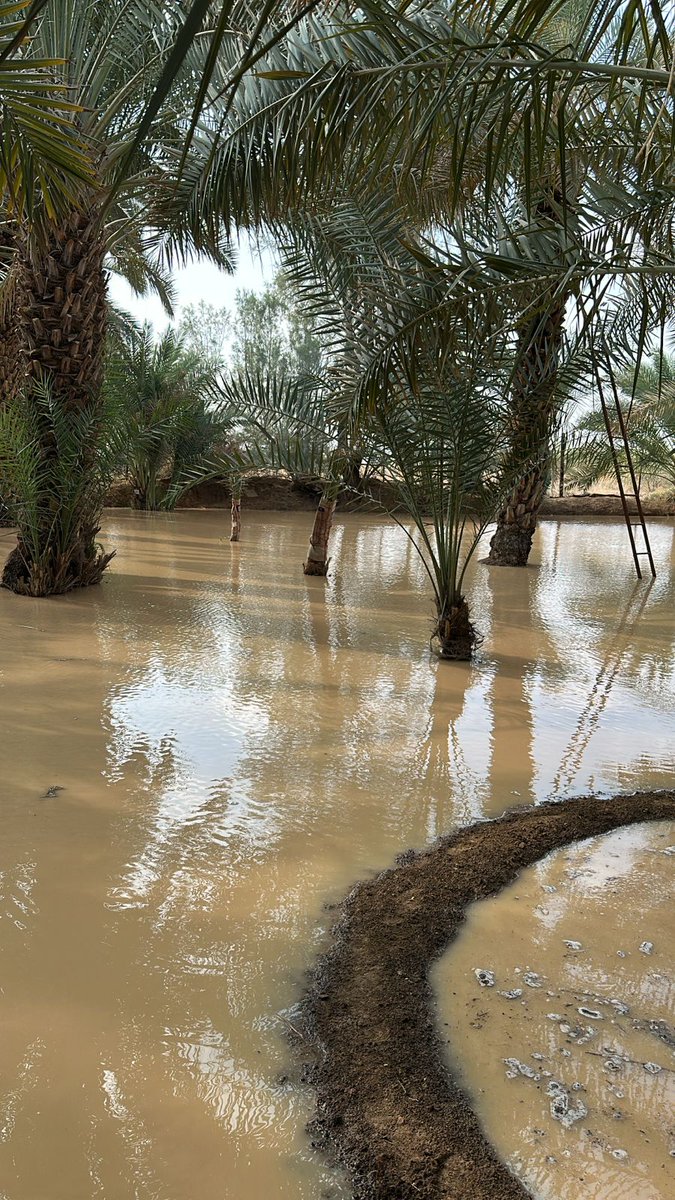 bandarr2001's tweet photo. ولله الحمد مزارع #نعجان ترتوي بالسيل صباح هذا اليوم الجمعة من أمطار يوم أمس الخميس https://t.co/NVplmVgVLH
