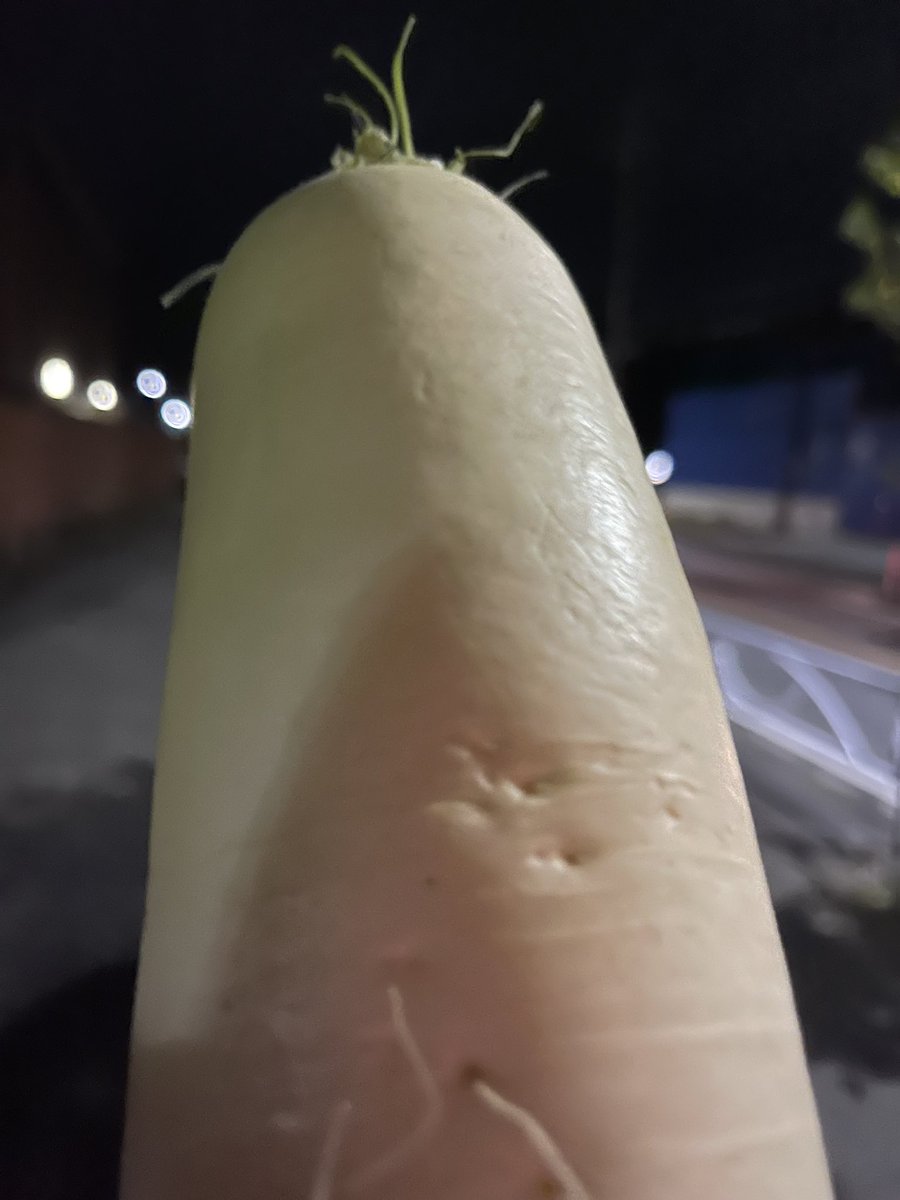 大根 F1 青首大根 秋舞台 | 花＆グリーン 通販 | ホームセンターのカインズ