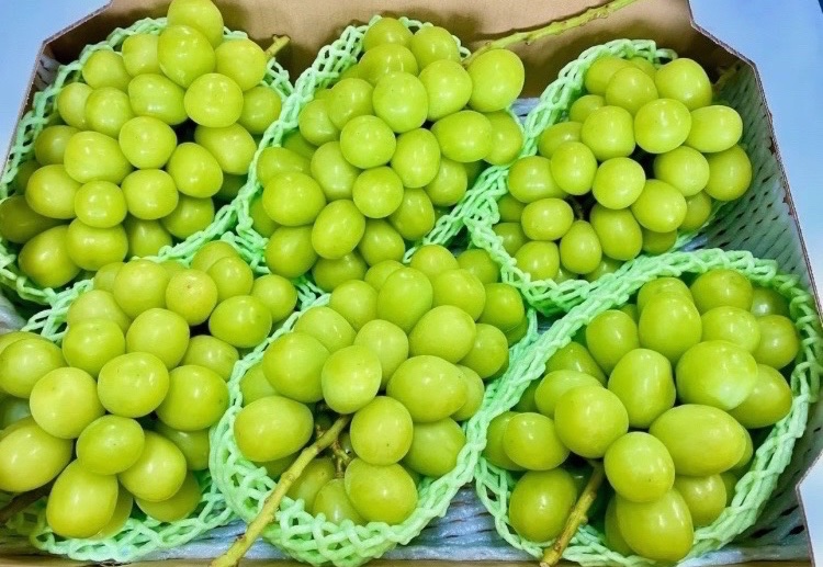 //
山梨産 冷凍 シャインマスカット 5kg を1名様にプレゼント！🎁
\\

【応募方法】フォロー&amp;いいね❤️

【締切】12月22日 23:59 まで