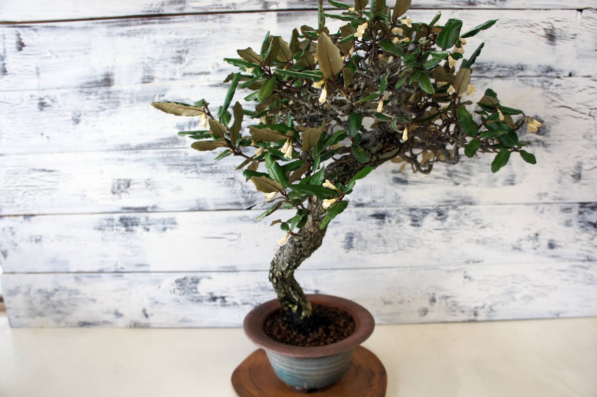 盆栽 #インテリア #山 #ガーデニング #趣味 #グミ #秋 #ミニ #オブジェ