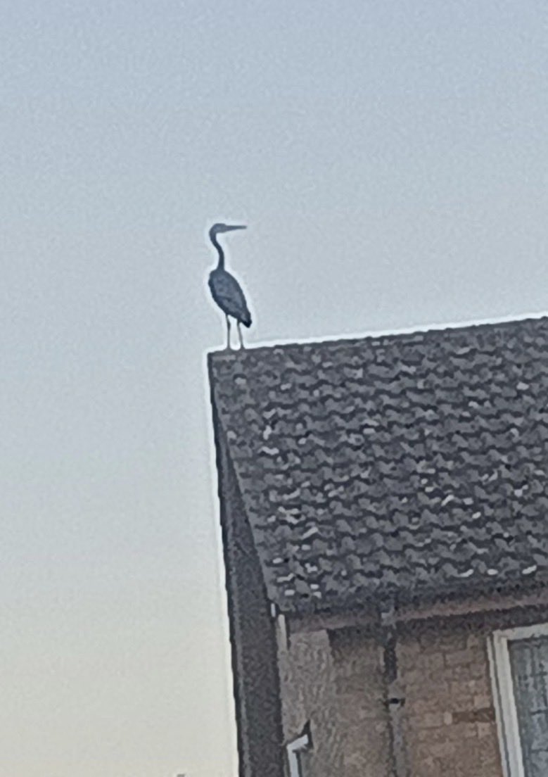 Tracy Smith tweet media