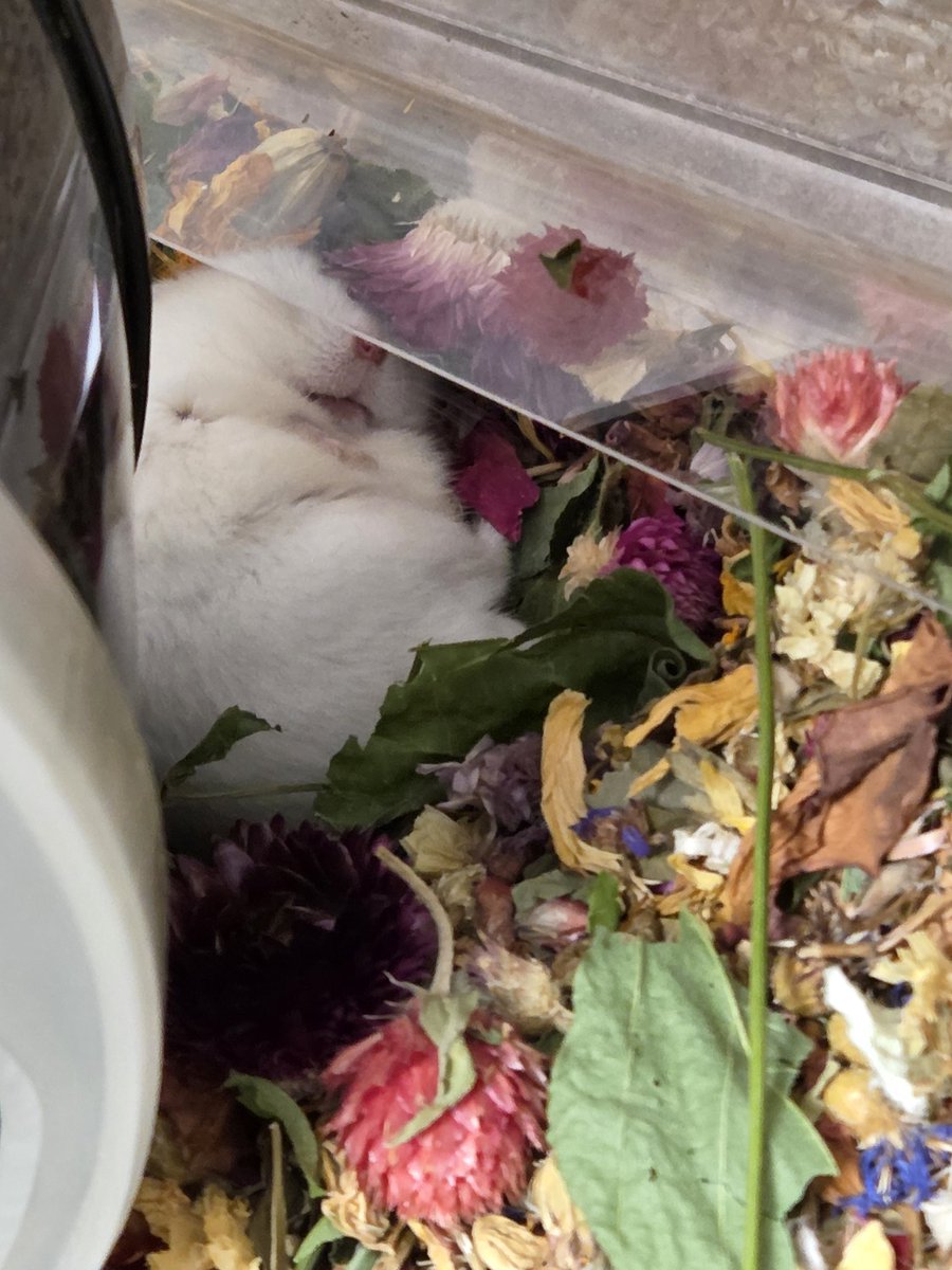 푸데푸데의 형상화