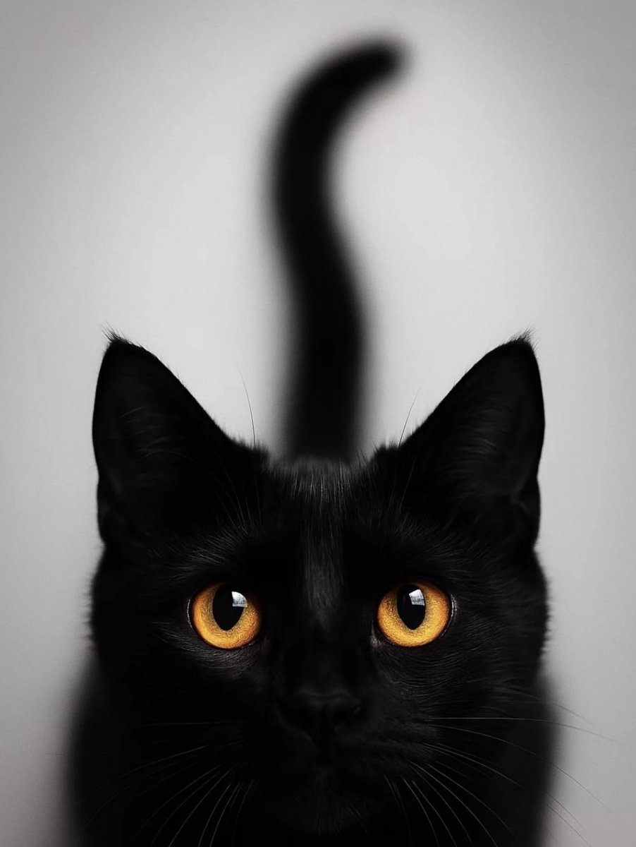 theglobalphotocommunity tweet media