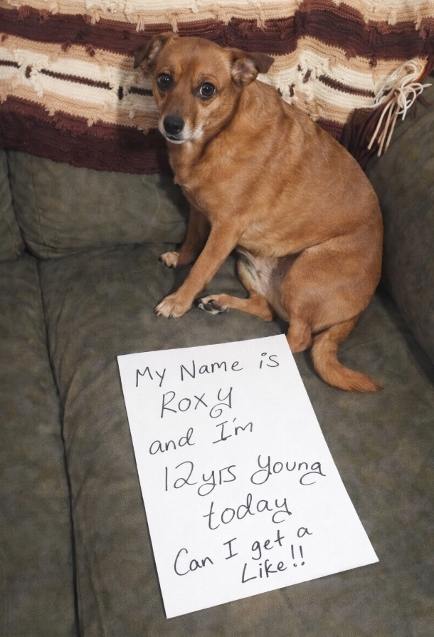 Their Beauty Never Fades  Old Dogs Are Beautiful Too ❤️🥹