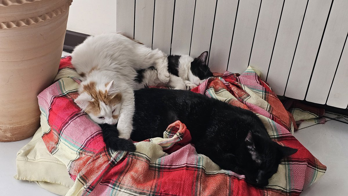 دوستای خوبم، این ۳تا وروجک به صورت جداگانه یا یکجا واگذار می‌شن
گربه مشکی پسر عقیم شده است و پاش عمل جراحی شده و نمی‌تونه از ارتفاع بلند بپره.
۲تا گربه دختر قشنگمون هم هنوز عقیم نشدن و از نجات یافتگان سم یوسف آباد آخر مهرماه هستند.