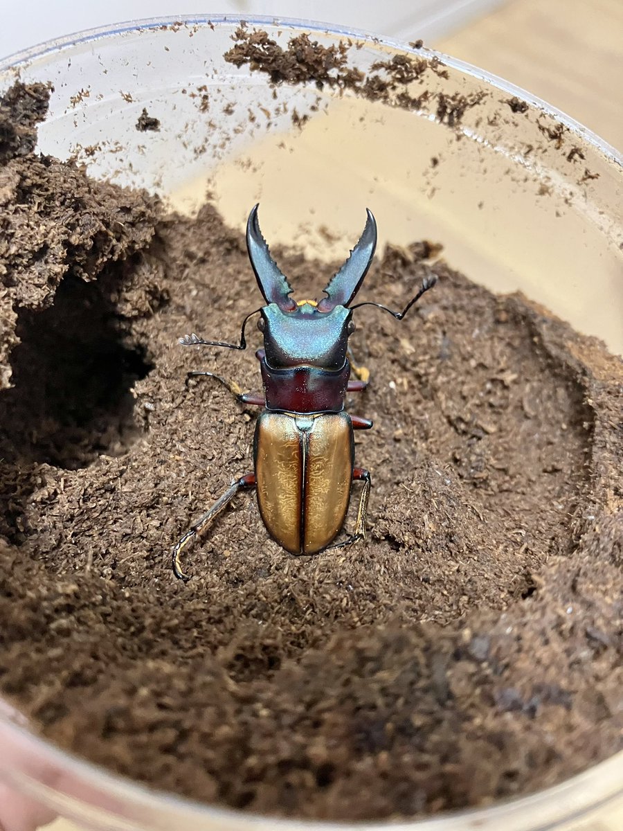 かぶぶくわわ (@mushi_lowkun) / Posts / X