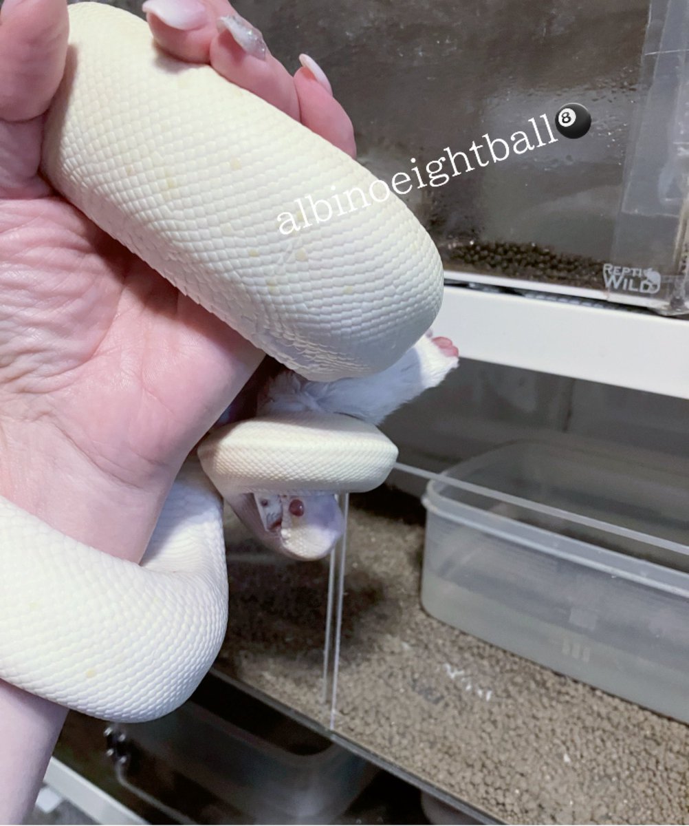 whitesnakequeen's tweet image. #albinoeightball
#ballpython

吊るし食べがまた増えました😅
面倒とは思いません、これも個性😅