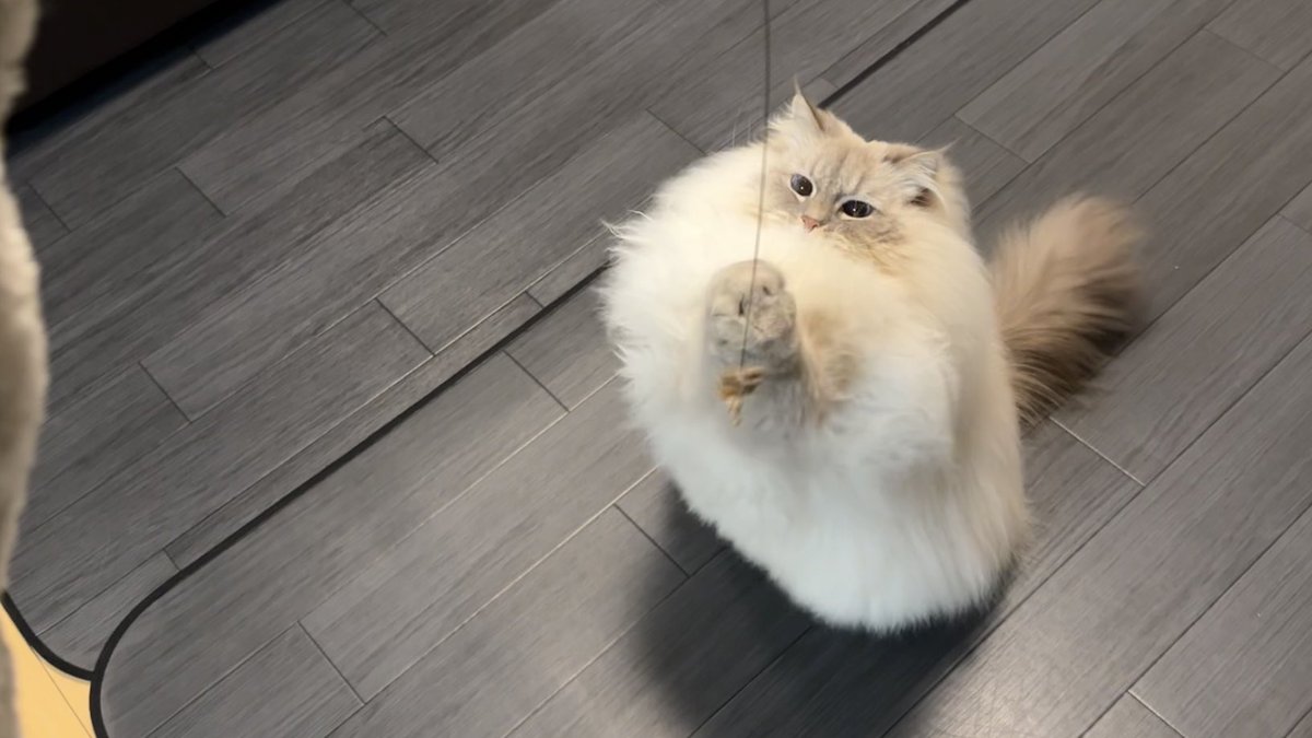 いれぶん(eleven)❄️︎︎☁🍭 tweet media