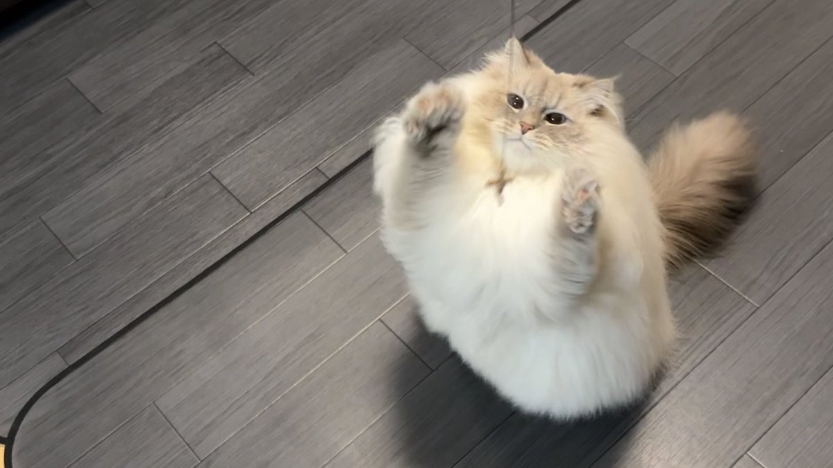 いれぶん(eleven)❄️︎︎☁🍭 tweet media