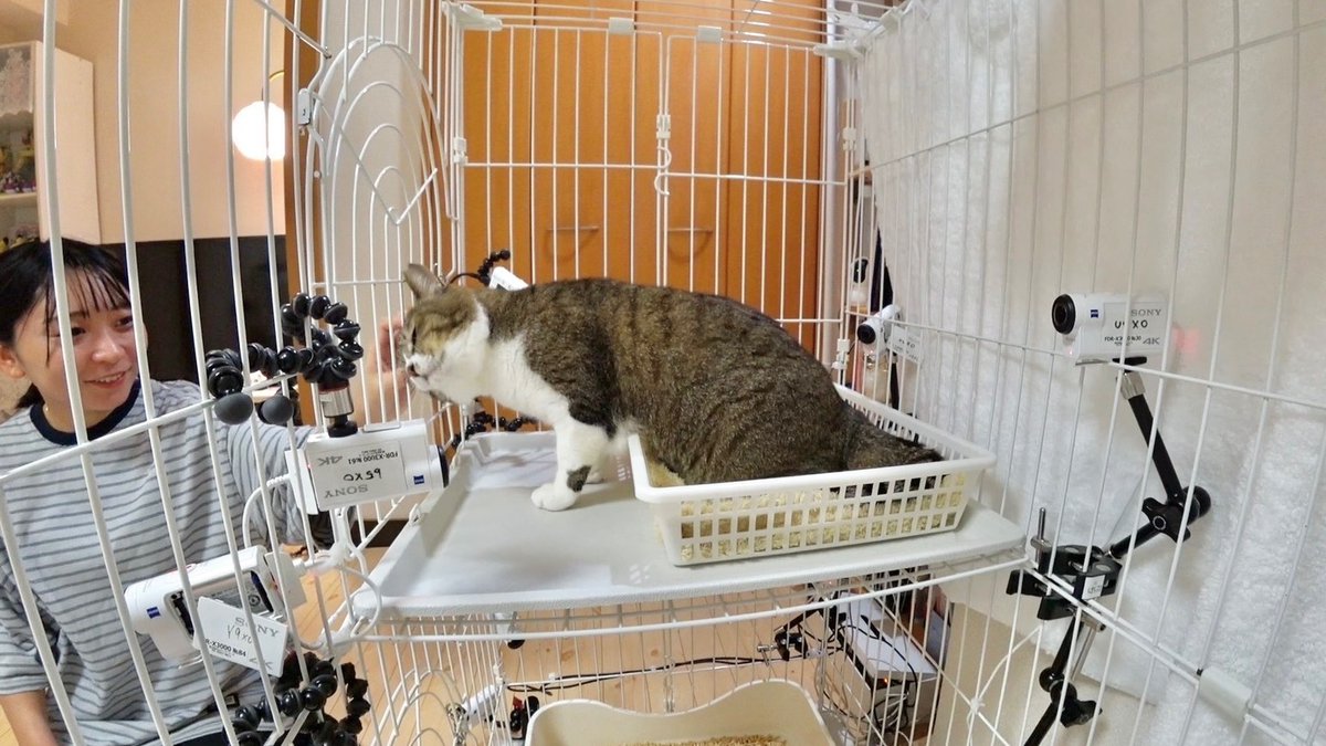 TVer見逃し配信中📡

#嗚呼みんなの動物園

アンゴラ村長(にゃんこスター)の
預かりボランティア新シリーズスタートで
中年おじさん猫のコシマさんが初登場🥸

小田さくら(モーニング娘。'25)さんと
ラミレス家・モンローのふれあいにも
目が離せません👀💗

bit.ly/tver_x_organic…

#相葉雅紀