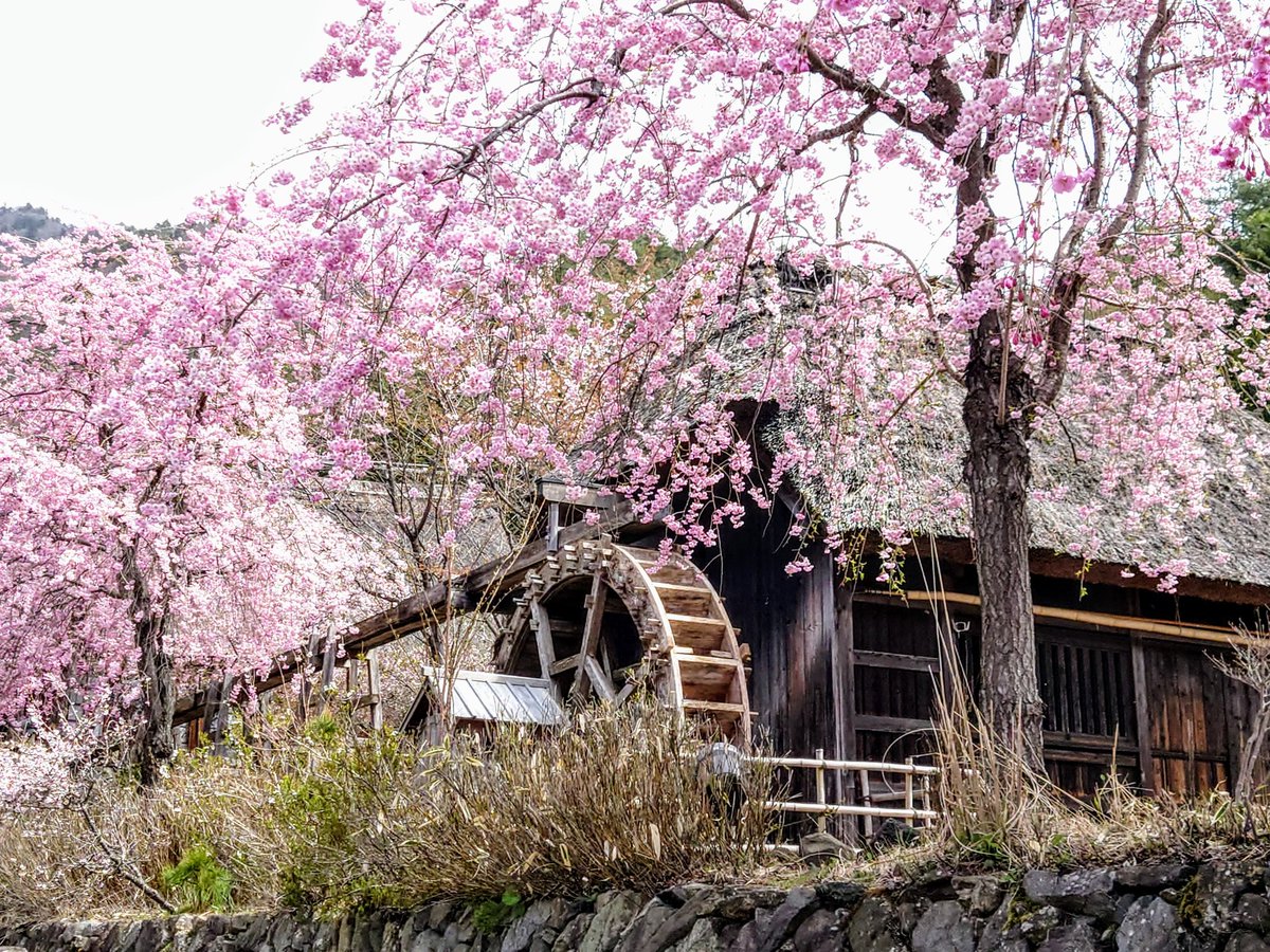 kamome1876's tweet photo. #このタグを見た人は黙って桜をはる https://t.co/5jXoMvkg9Q
