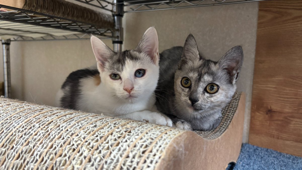 きじとら様 きじとら (@kuru2miwakkuma) / Posts / X