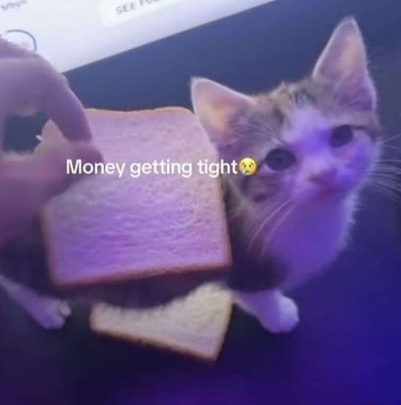 smol silly cat tweet media