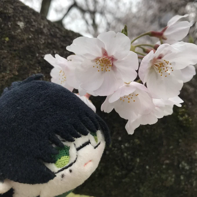 #このタグを見た人は黙って桜をはる