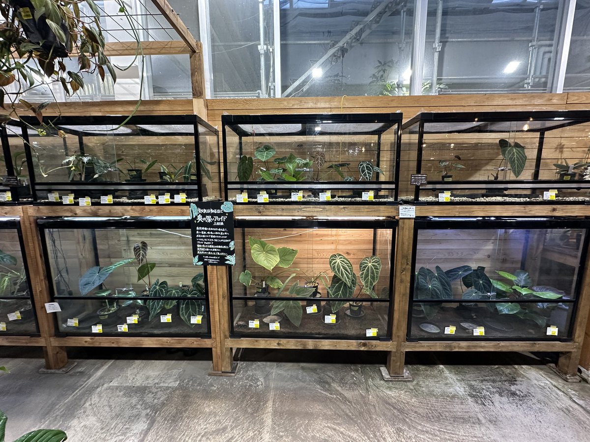 本日までセール❗️超希少❗️サイズ大❗️気根発根済アンスリウムドラヤキ新葉展開中✨️ Masaya (@masaya_zxrs) / Posts / X