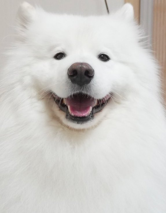 RT @samoyed_dazs: ⚠️可愛すぎ注意⚠️