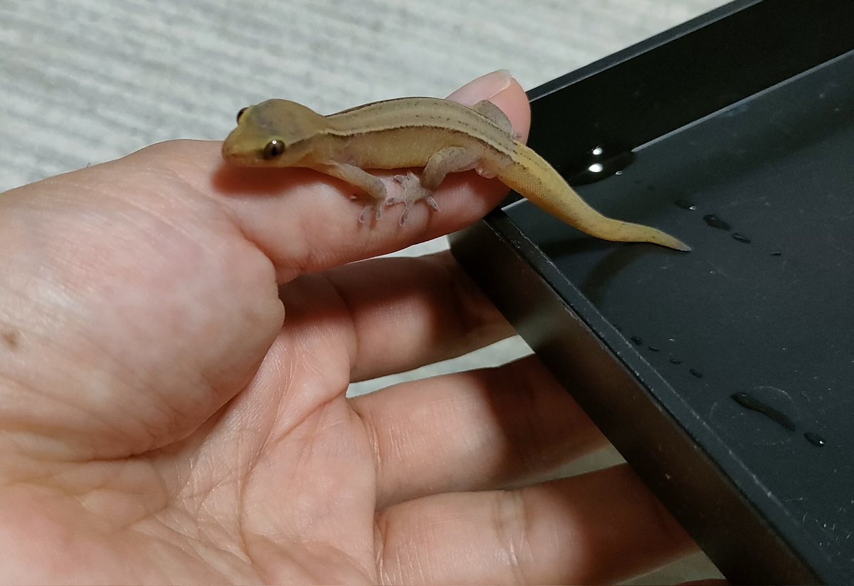 ややでかヤモリちゃん