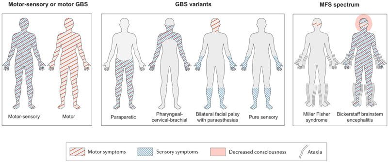 Autoimmune List tweet media