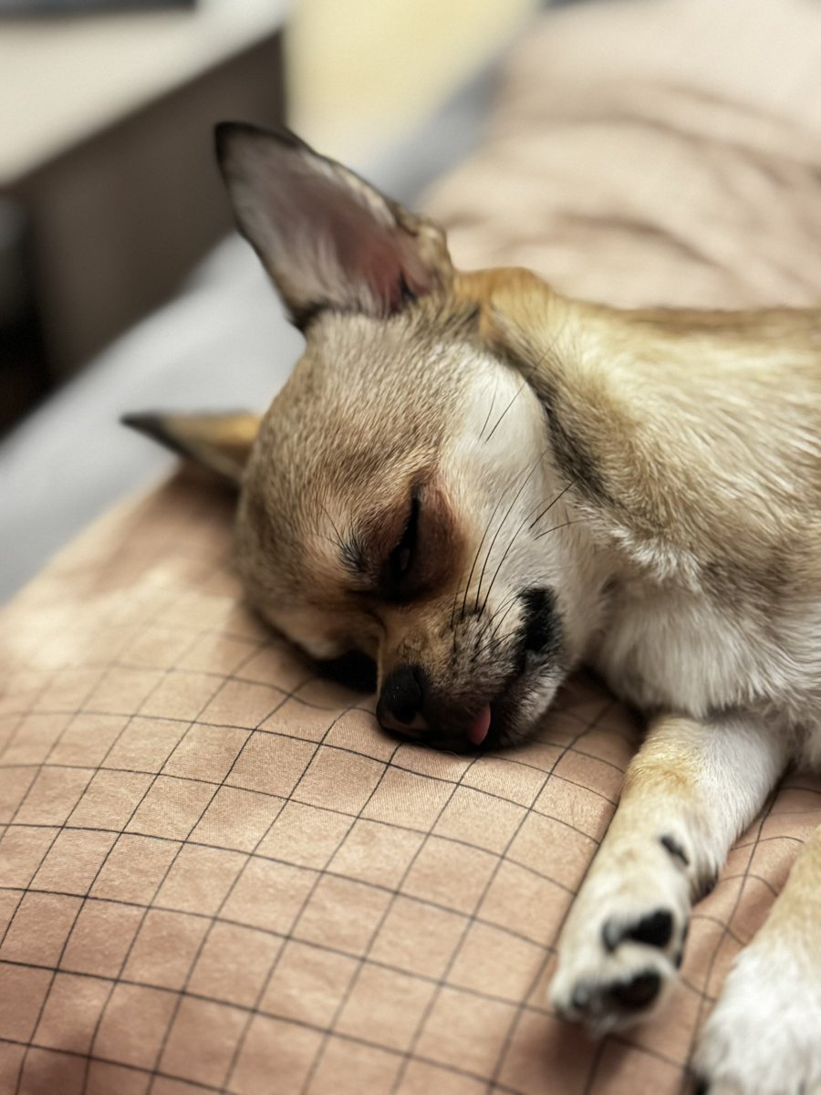 Ну что за сладость такая?