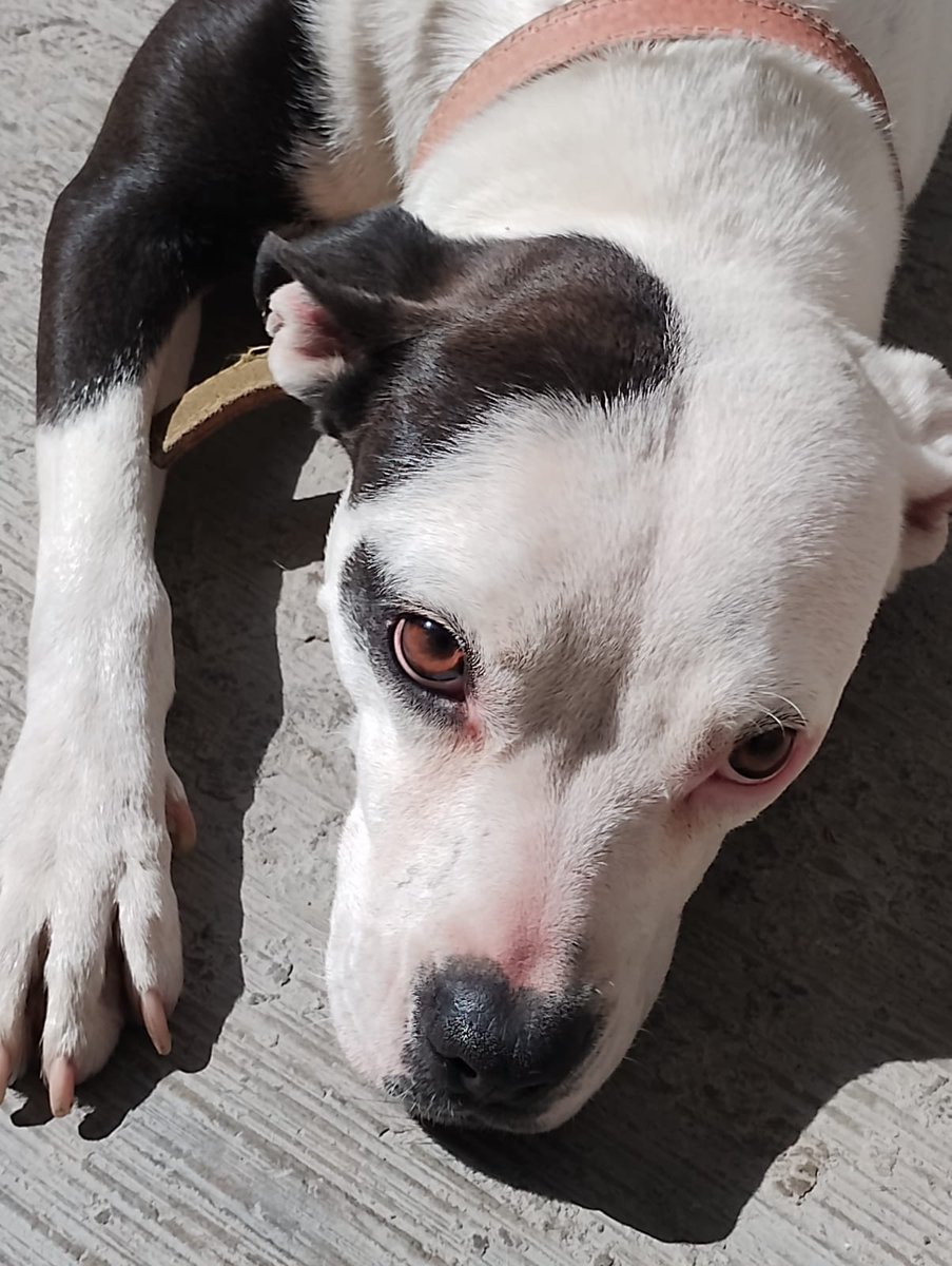 VIBRAmascotas's tweet image. Vaquita , nadie pregunta por ella, a pesar de que es la perrita perfecta, súper tranquila y amigable con todos 
Ayúdale compartiendo por favor 🙏🏼 
Ciudad de México 
Wats 5548724347