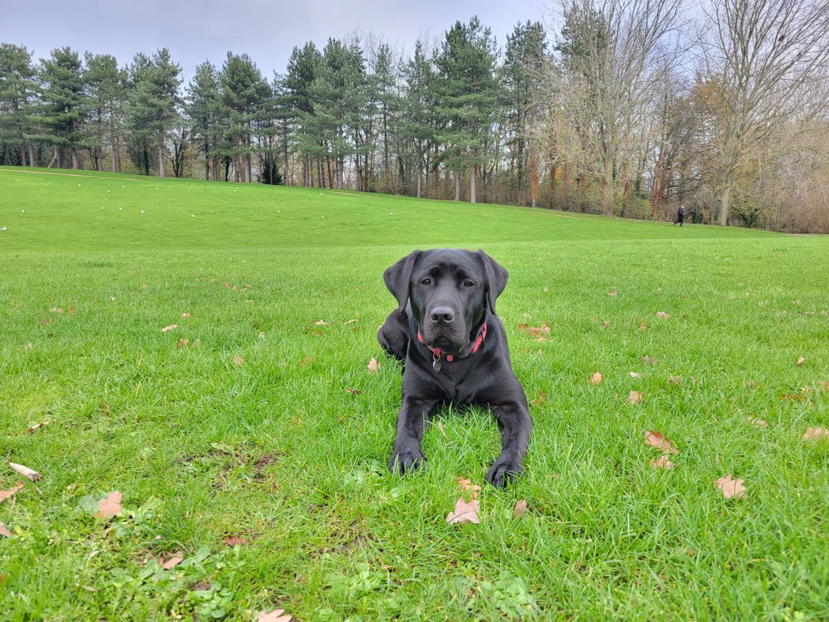 Medical Detection Dogs tweet media